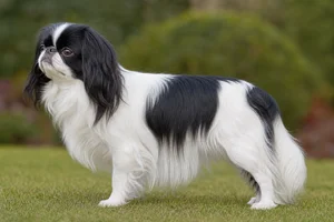 English Toy Spaniel dog
