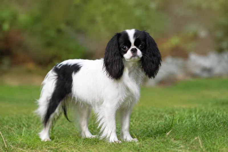 English Toy Spaniel — puppy (~4 mo)