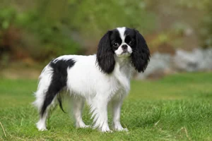 English Toy Spaniel — puppy (~4 mo)