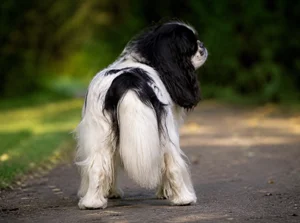 English Toy Spaniel — rear