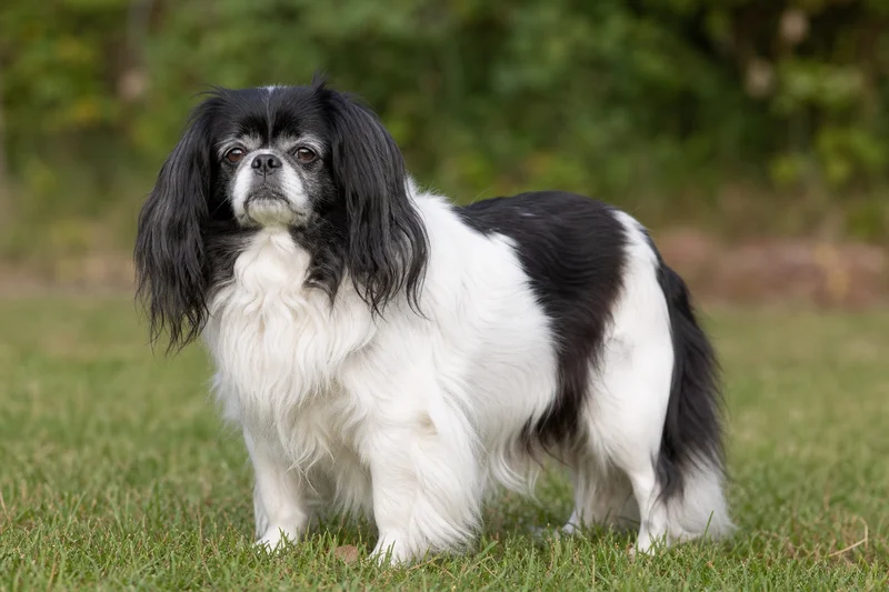 English Toy Spaniel — senior