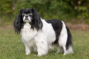 English Toy Spaniel — senior