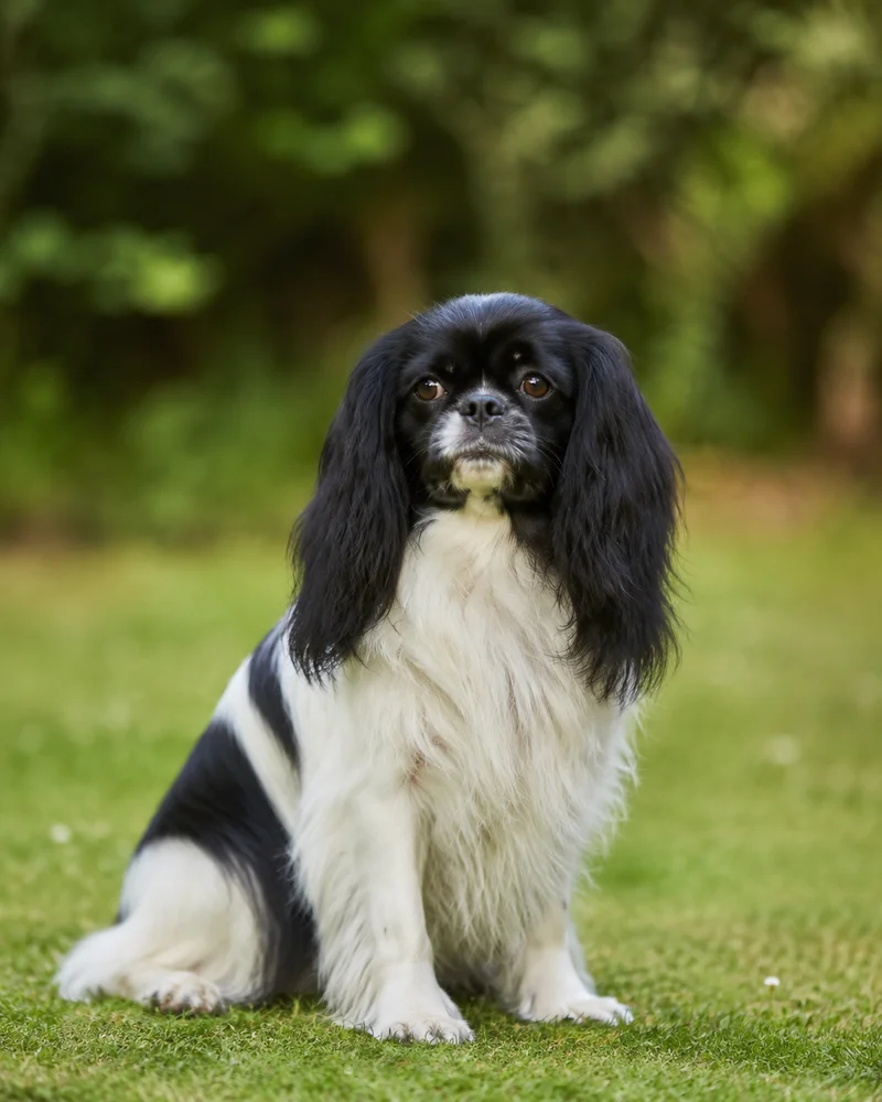 English Toy Spaniel — sitting