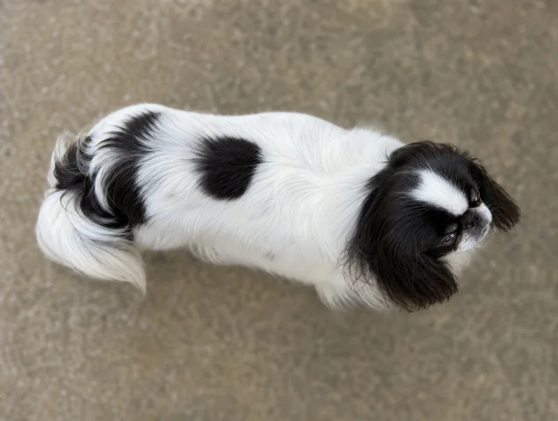 English Toy Spaniel — top