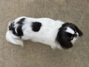 English Toy Spaniel — top
