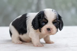 English Toy Spaniel — young puppy (~1 mo)