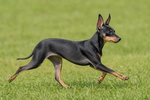 English Toy Terrier — running