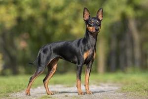 English Toy Terrier — adult
