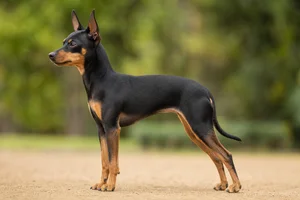 English Toy Terrier — black and tan coat