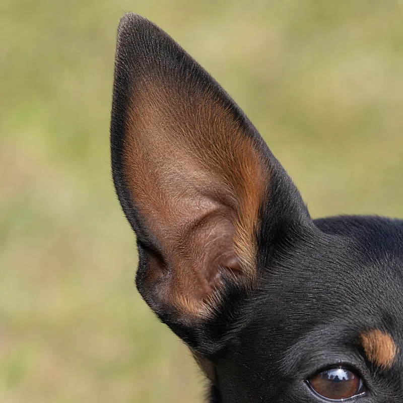 English Toy Terrier — ears