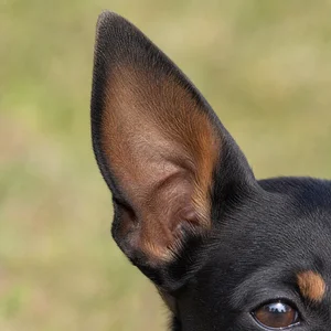 English Toy Terrier — ears
