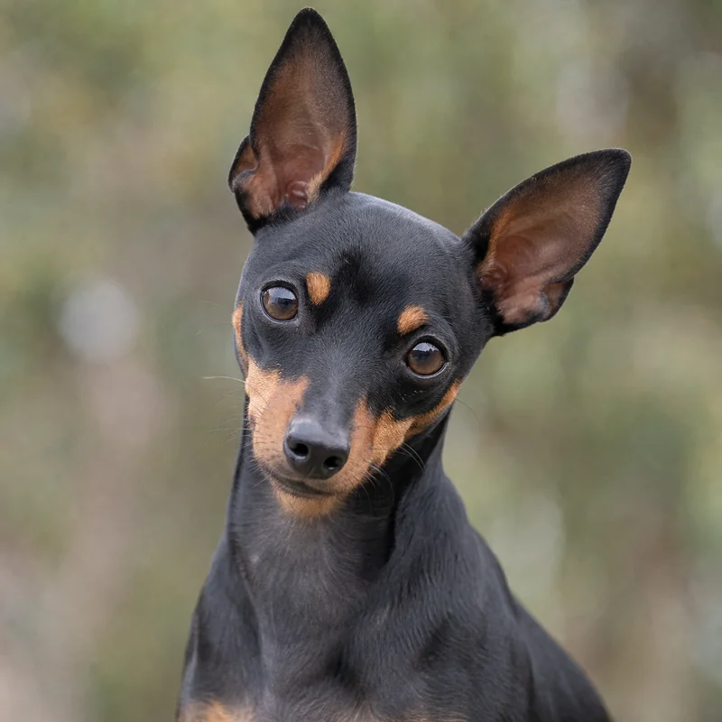 English Toy Terrier — alert