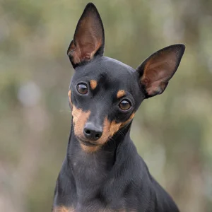 English Toy Terrier — alert