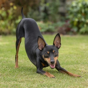 English Toy Terrier — playful