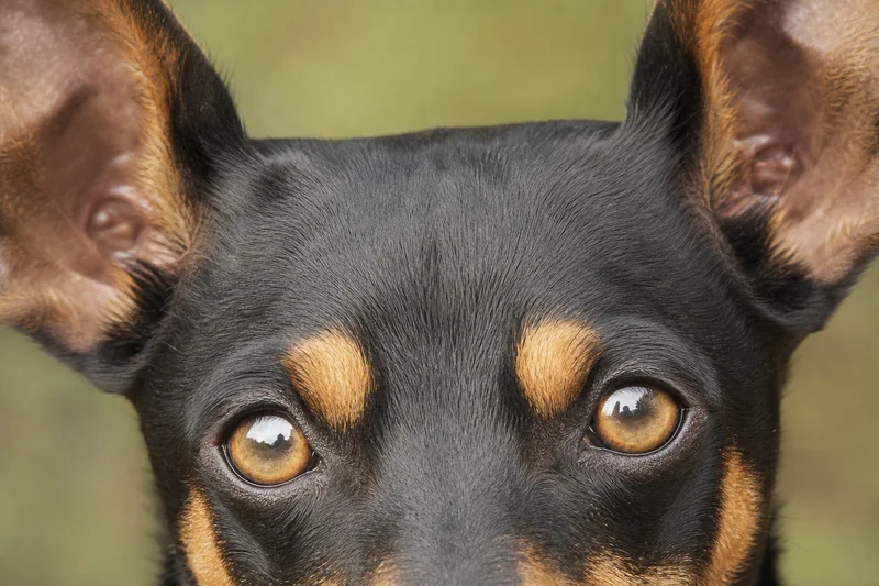 English Toy Terrier — eyes