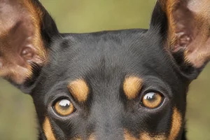 English Toy Terrier — eyes