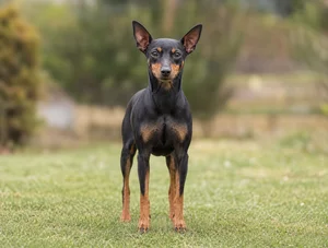 English Toy Terrier — front