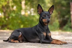 English Toy Terrier — lying down
