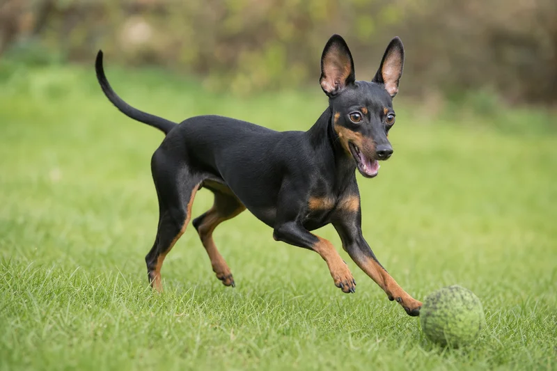 English Toy Terrier — playing