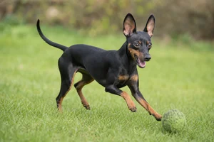 English Toy Terrier — playing