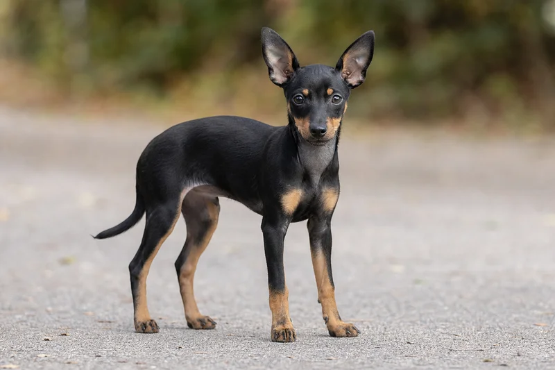 English Toy Terrier — puppy (~4 mo)