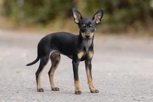 English Toy Terrier — puppy (~4 mo)