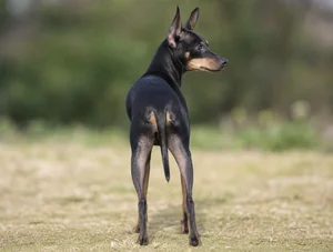 English Toy Terrier — rear