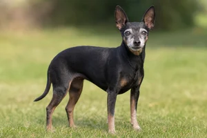 English Toy Terrier — senior