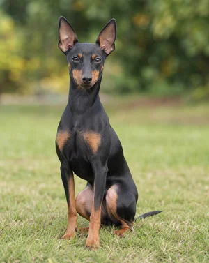 English Toy Terrier — sitting