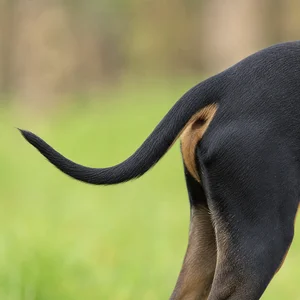 English Toy Terrier — tail