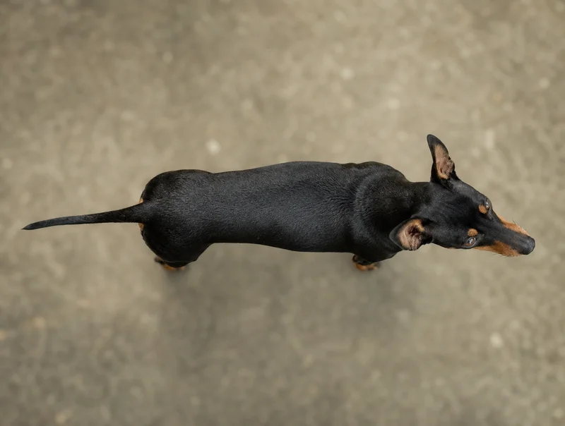 English Toy Terrier — top