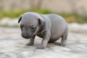 English Toy Terrier — young puppy (~1 mo)