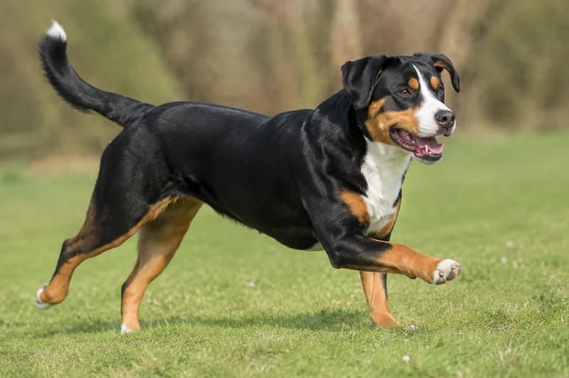 Entlebucher Mountain Dog — running