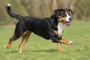 Entlebucher Mountain Dog — running