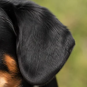 Entlebucher Mountain Dog — ears