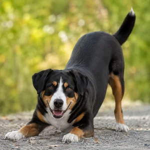 Entlebucher Mountain Dog — playful