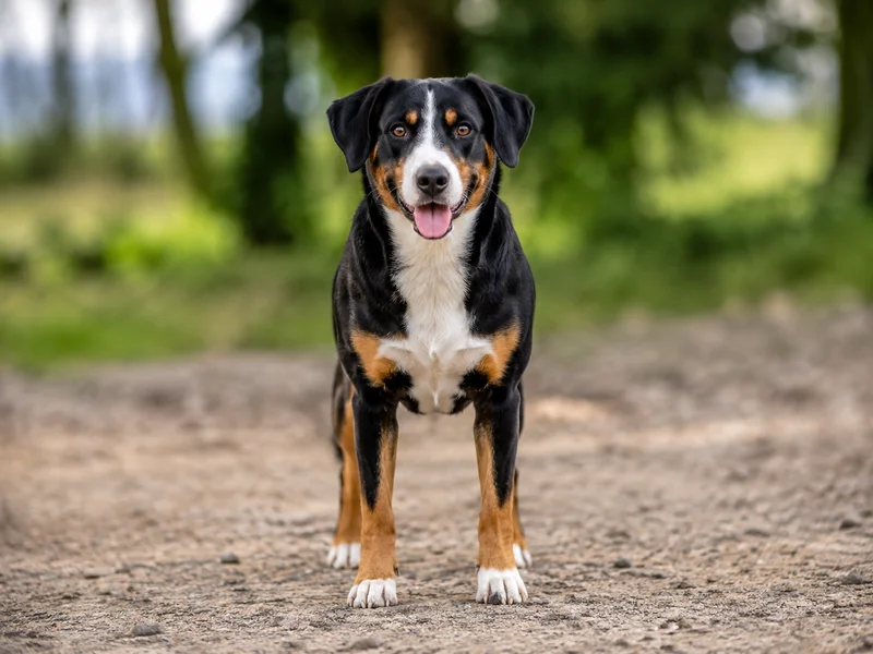 Entlebucher Mountain Dog — front