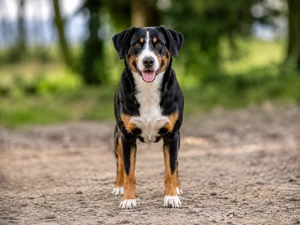 Entlebucher Mountain Dog — front