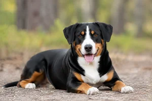 Entlebucher Mountain Dog — lying down