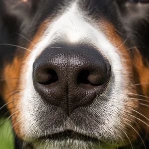 Entlebucher Mountain Dog — nose