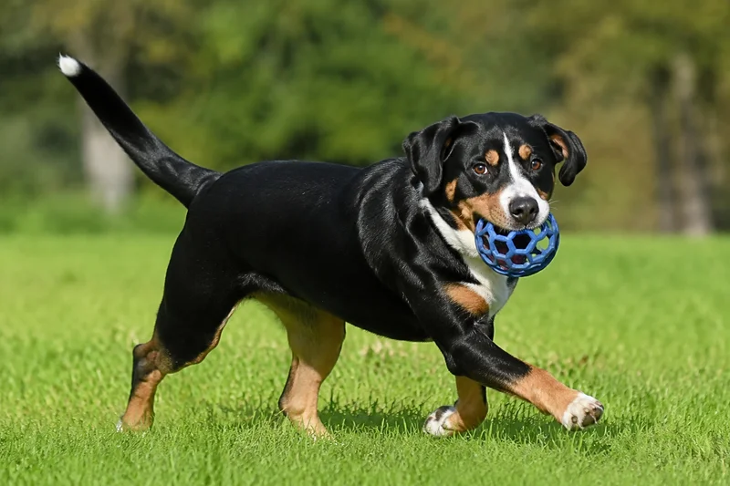 Entlebucher Mountain Dog — playing