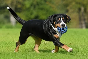 Entlebucher Mountain Dog — playing