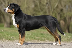 Entlebucher Mountain Dog dog