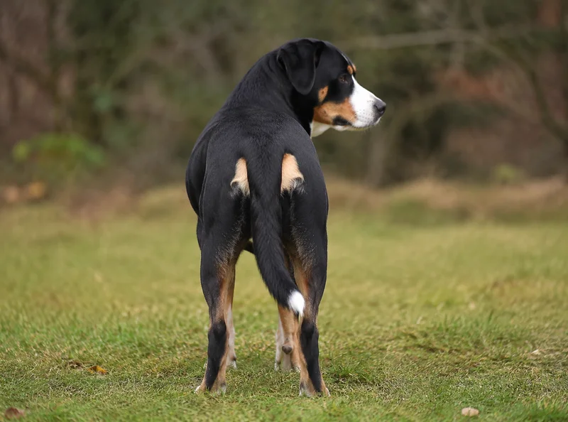 Entlebucher Mountain Dog — rear