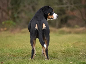 Entlebucher Mountain Dog — rear
