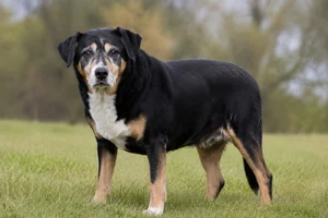 Entlebucher Mountain Dog — senior
