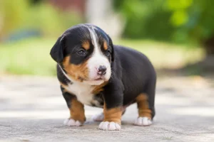 Entlebucher Mountain Dog — young puppy (~1 mo)