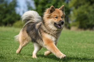 Eurasier — running