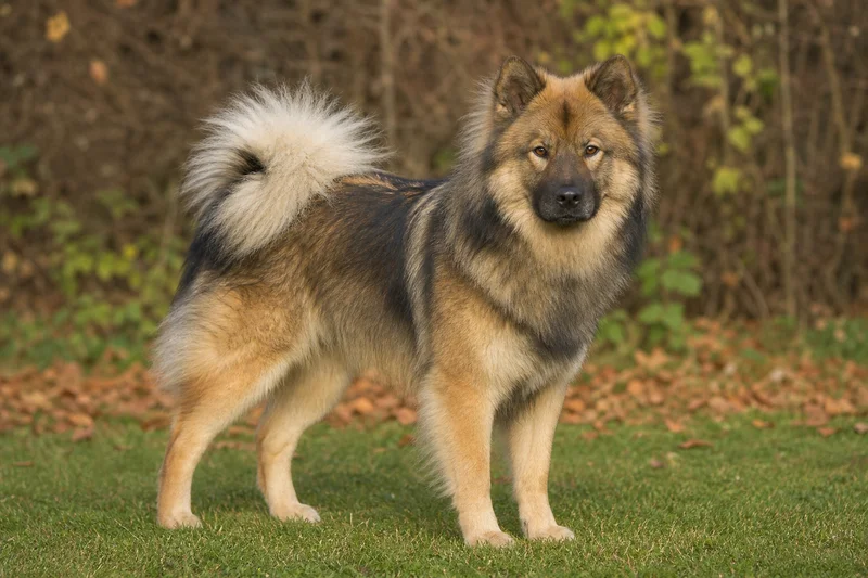 Eurasier — adult