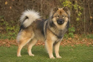 Eurasier — adult